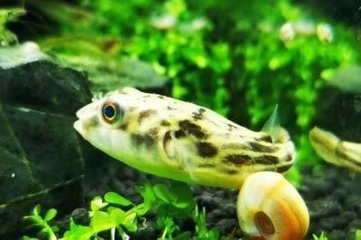 廣州哪里有金龍魚批發(fā)市場賣（廣州金龍魚批發(fā)市場在哪里）