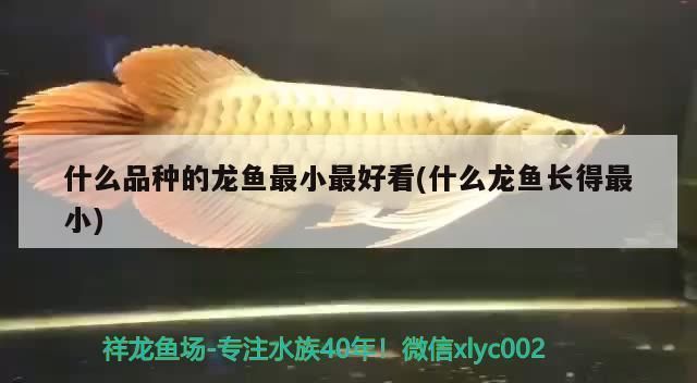 什么龍魚長的最小呢，最小的龍魚品種是澳洲星點龍