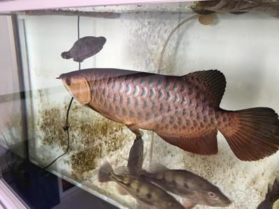 龍魚的燈晚上需要關了嗎，龍魚的燈光在晚上是否需要關掉