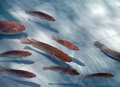 龍魚眼睛白了怎么回事兒啊圖片：龍魚眼睛白了，原因剖析與應對策略全解