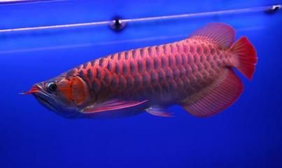 龍魚青龍魚玫瑰紅，色彩斑斕的觀賞魚——青龍魚