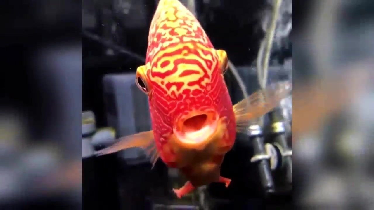 龍魚青龍魚玫瑰紅，色彩斑斕的觀賞魚——青龍魚