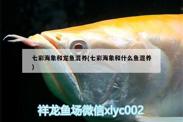 七彩海象魚會和龍魚打架嗎為什么，七彩海象魚與龍魚混養(yǎng)存在一定的風(fēng)險