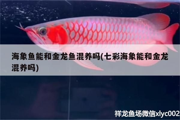 七彩海象魚會和龍魚打架嗎為什么，七彩海象魚與龍魚混養存在一定的風險 七彩海象魚會和龍魚打架嗎為什么，七彩海象魚與龍魚混養存在一定的風險 龍魚百科 第4張