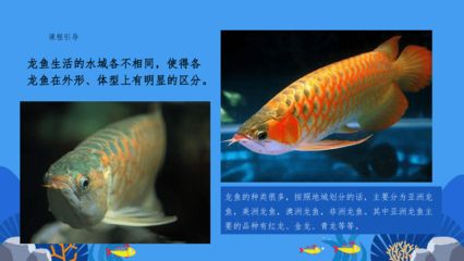 龍魚商城逾期三個月了沒動靜，龍魚商城逾期三個月了沒動靜怎么辦