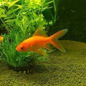 龍魚與飛鳳魚混養為何不能喂草金，龍魚與飛鳳魚混養為何不能喂草金龜，草金魚飼養特點對比分析