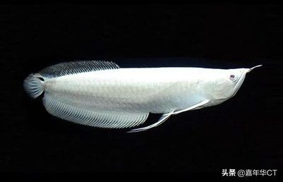 龍魚排名價(jià)格表最新，2024年龍魚排名價(jià)格表