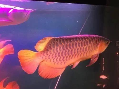 金龍魚怎么抓起來好看，金龍魚捕捉技巧