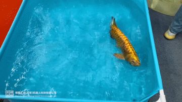 金龍魚怎么抓起來好看，金龍魚捕捉技巧