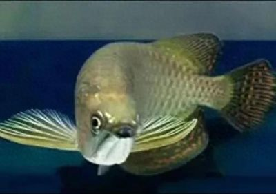 金龍魚怎么抓起來好看，金龍魚捕捉技巧