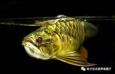 龍魚趴缸不吃食怎么治療：如何判斷龍魚趴缸不吃食
