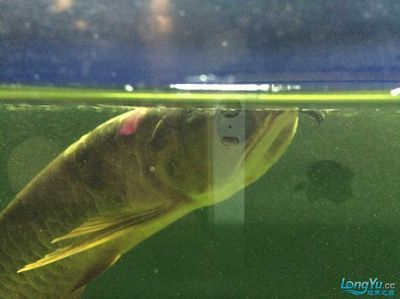 龍魚(yú)爛尾多長(zhǎng)時(shí)間能長(zhǎng)出來(lái)，龍魚(yú)爛尾恢復(fù)時(shí)間