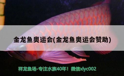 金龍魚贊助商2024，金龍魚2024年贊助活動吸引1200余名跑友參加