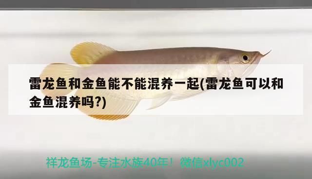 雷龍魚可以和金魚一起養嗎，如何預防雷龍魚攻擊行為,雷龍魚和金魚混養的替代方案