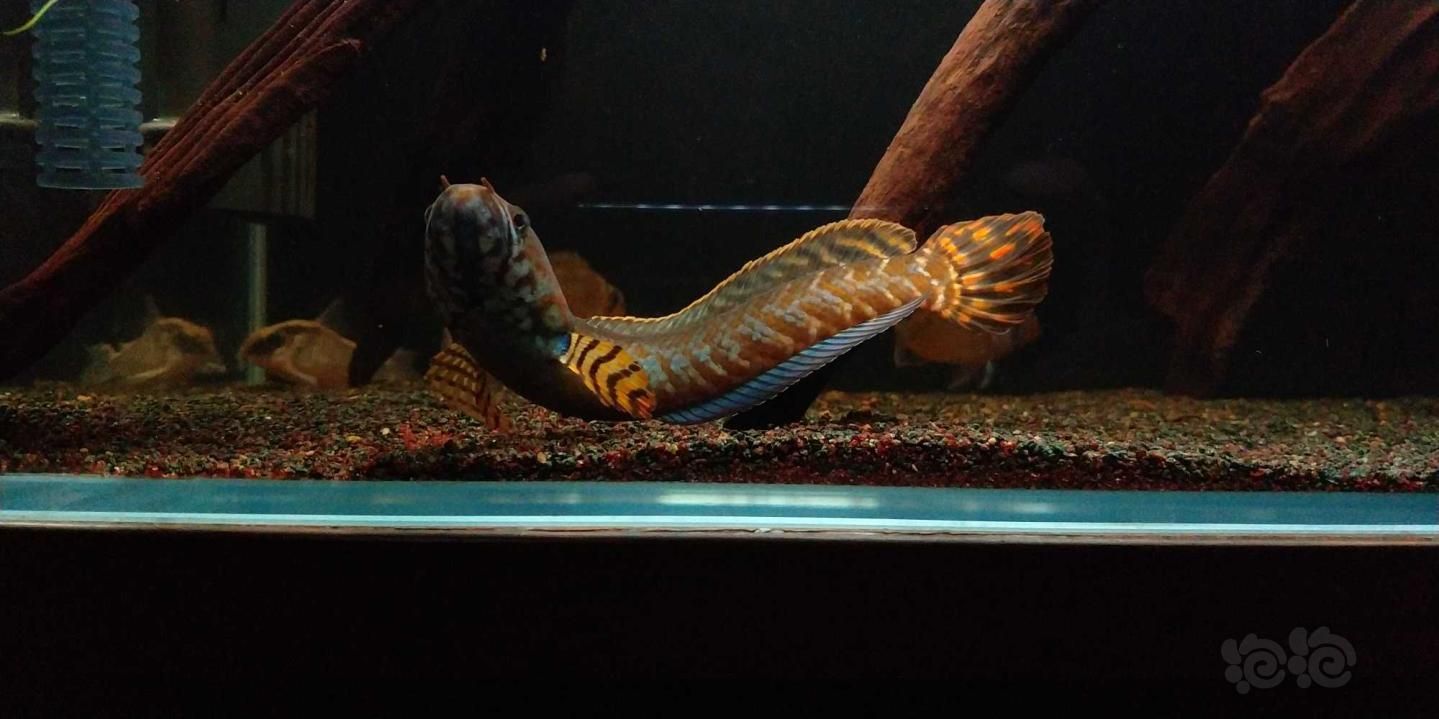 雷龍魚怎么吃東西，如何判斷雷龍魚的飼料的選擇標準