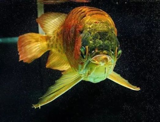龍魚經常趴缸，龍魚經常趴在缸壁上，可能是由于多種原因造成的，可能是多種原因