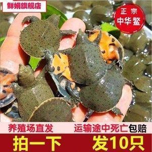 龍魚(yú)的品相怎么衡量的好壞呢，衡量龍魚(yú)的品相好壞是一個(gè)細(xì)致的過(guò)程需要從多方面進(jìn)行考量