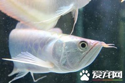 如何養好銀龍魚的方法，養好銀龍魚的方法