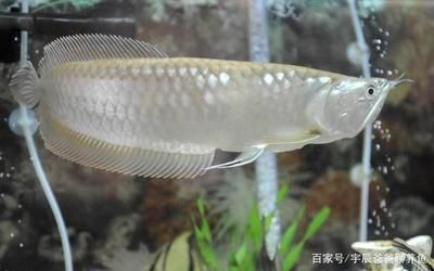 如何養好銀龍魚的方法，養好銀龍魚的方法