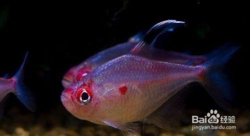 招財貓魚和龍魚能一起養嗎圖片大全：招財貓魚和龍魚共養，和諧水族箱的視覺盛宴