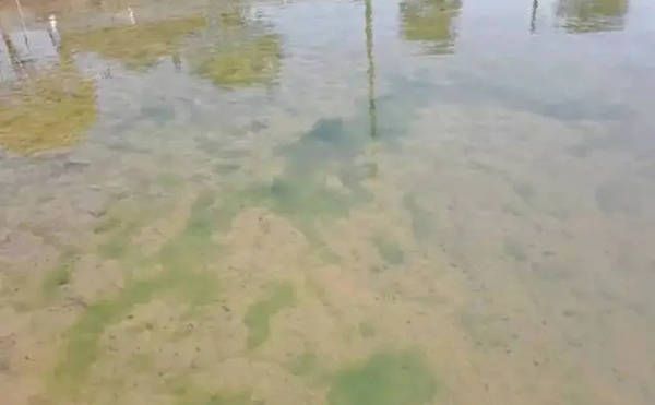 龍魚喂蝦仁：喂養龍魚蝦仁的注意事項