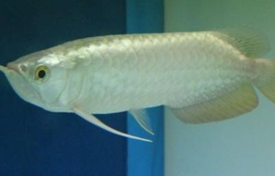 金龍魚形態(tài)特征描述，金龍魚的形態(tài)特征