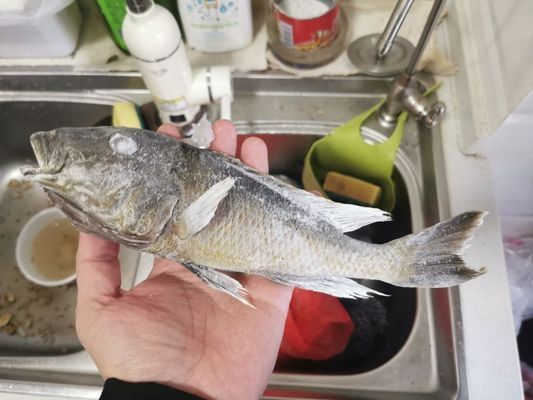 巨暴魚可以和龍魚混養(yǎng)嗎，如何預防魚缸內魚類沖突，巨暴魚與龍魚混養(yǎng)的風險案例