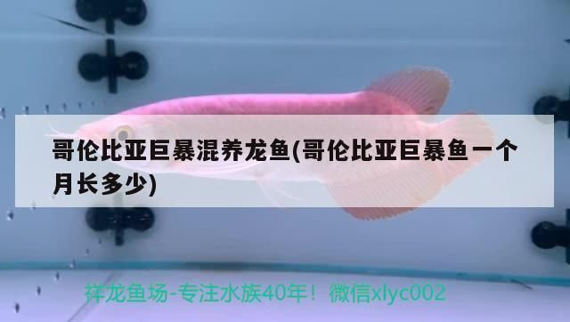 巨暴魚可以和龍魚混養(yǎng)嗎，如何預防魚缸內魚類沖突，巨暴魚與龍魚混養(yǎng)的風險案例
