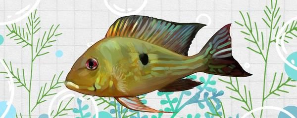 龍魚招財(cái)鎮(zhèn)宅：龍魚鎮(zhèn)宅，祥瑞之選，福澤家居