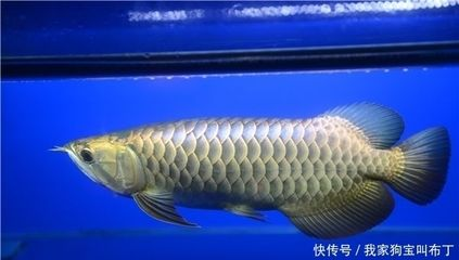 龍魚(yú)怎么清洗，如何清洗龍魚(yú)魚(yú)缸