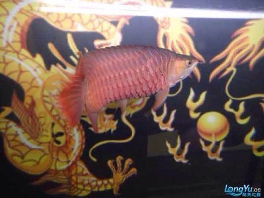 龍魚立鱗最怕三個地方（關(guān)于龍魚立鱗最怕的三個地方的查詢）