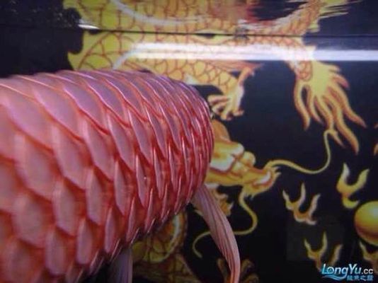 龍魚立鱗最怕三個地方（關(guān)于龍魚立鱗最怕的三個地方的查詢）