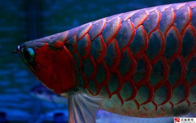 金龍魚主要喂什么，關于金龍魚最佳食料的詳細分析