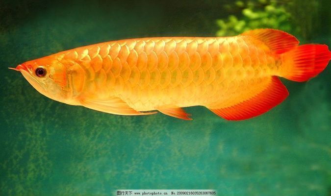金龍魚和金魚啥區(qū)別啊，金龍魚與金魚混養(yǎng)注意事項(xiàng)，金龍魚繁殖技術(shù)難點(diǎn)