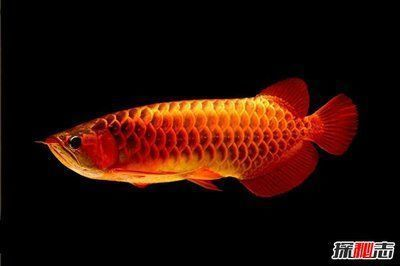 哪種龍魚最兇，哪種龍魚最兇，如何辨別龍魚健康狀態