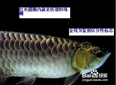金龍魚怎么分等級(jí)，金龍魚的等級(jí)劃分 金龍魚怎么分等級(jí)，金龍魚的等級(jí)劃分 龍魚百科 第1張