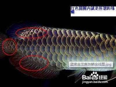 金龍魚怎么分等級(jí)，金龍魚的等級(jí)劃分 金龍魚怎么分等級(jí)，金龍魚的等級(jí)劃分 龍魚百科 第4張