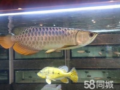 龍魚會所，龍魚會所會員福利介紹