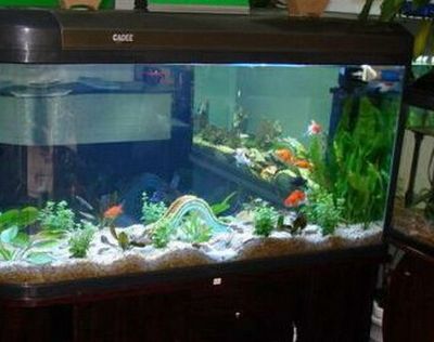 龍魚飼養(yǎng)技巧和方法視頻：探秘龍魚飼養(yǎng)的黃金法則，打造水族箱中的王者家園