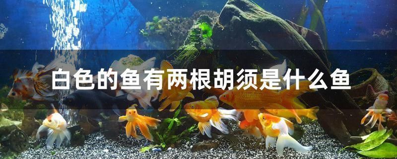 龍魚最大可以長多大呢：探秘龍魚生長極限，最大究竟能長多大