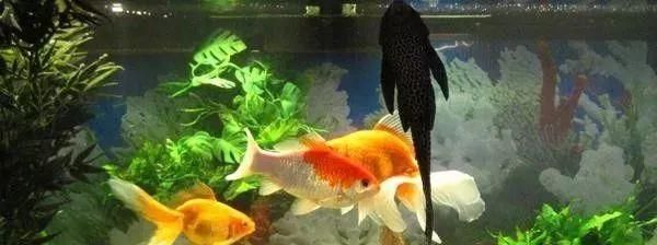 金龍魚為什么總是在缸的下角 一動不動，金龍魚為什么總是在缸的下角一動不動的原因