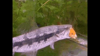 龍魚咬魟魚尾巴，龍魚為什么會咬魟魚的尾巴