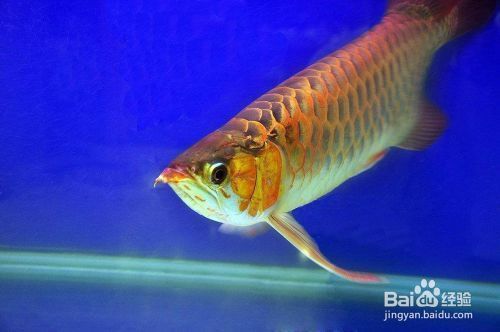 龍魚怎么區分，如何區分不同品種的龍魚
