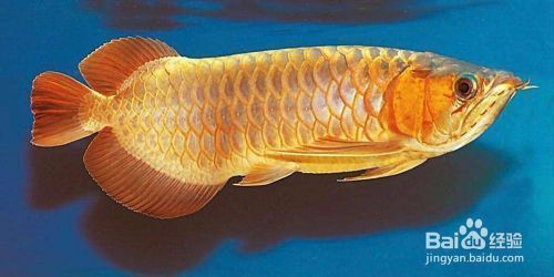 龍魚怎么區分，如何區分不同品種的龍魚