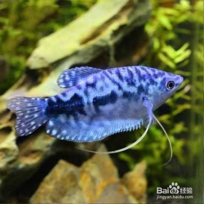 藍曼龍魚怎么分公母，藍曼龍魚在性成熟之前，雌雄特征不明顯，性別難以區分