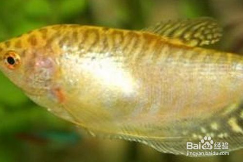 藍曼龍魚怎么分公母，藍曼龍魚在性成熟之前，雌雄特征不明顯，性別難以區分