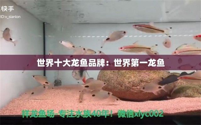 世界第一龍魚(yú)品種，“世界第一龍魚(yú)”紅龍魚(yú)與其他龍魚(yú)比較，紅龍魚(yú)風(fēng)水寓意解析