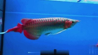 龍魚暴斃 貼吧，龍魚暴斃引發養魚文化思考引發養魚文化思考