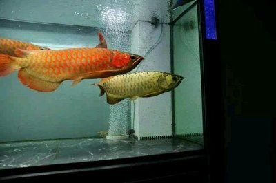 龍魚暴斃 貼吧，龍魚暴斃引發養魚文化思考引發養魚文化思考