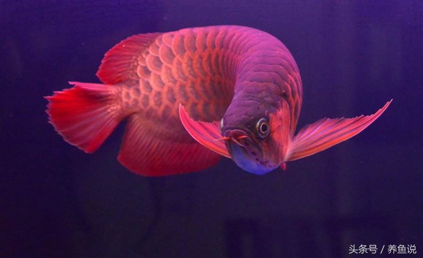 龍魚什么價位比較好養活，金龍魚和銀龍魚的價格區別
